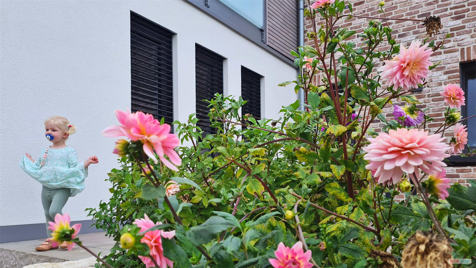 2 Außen Blumen An der Windmühle Raumkontrast
